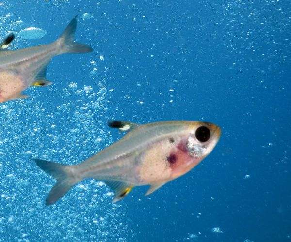 Aquarium Care: Creating an Optimal Environment for X-Ray Fish
