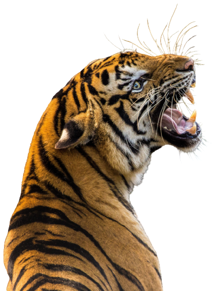 tiger roaring
