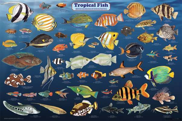 Tropical Fish: A Colorful Underwater Adventure!