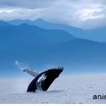 Whale The Majestic Giants of the Deep