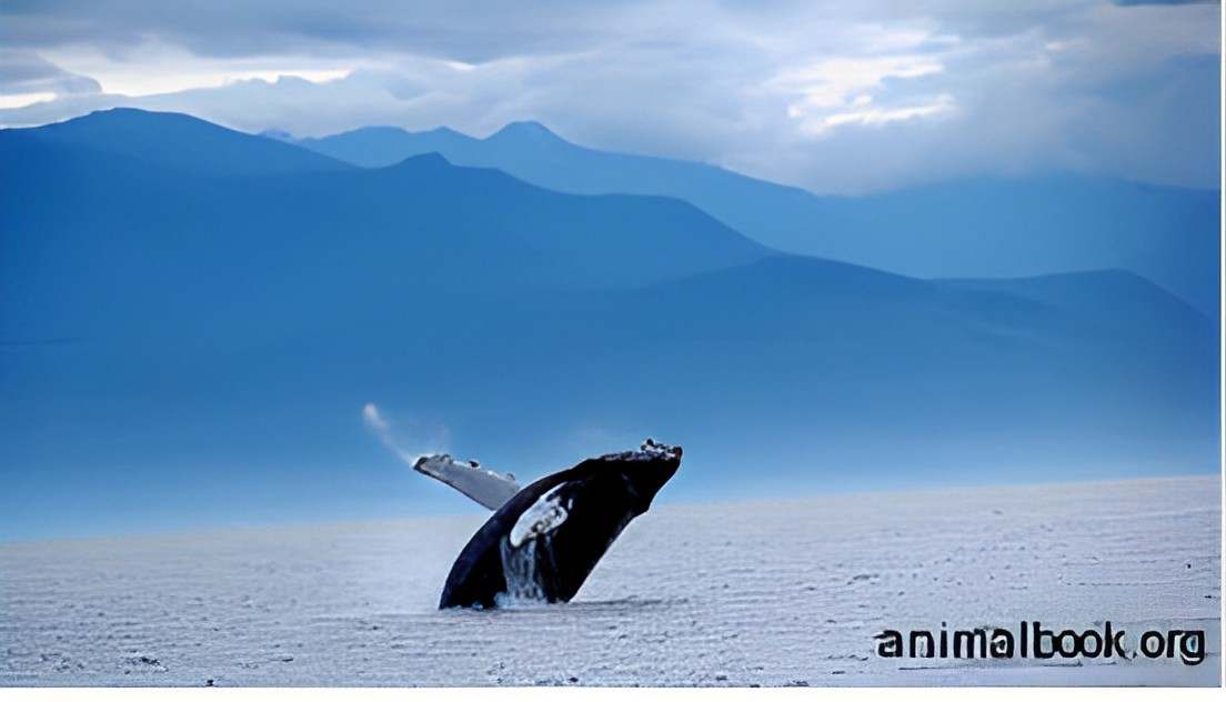 Whale The Majestic Giants of the Deep